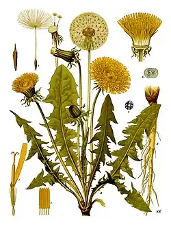 Taraxacum officinale Weber ex F.H.Wigg.
