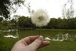 Dente de leão em frente a um dos lagos do local