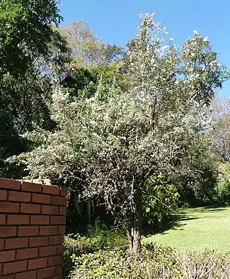 Tarchonanthus camphoratus