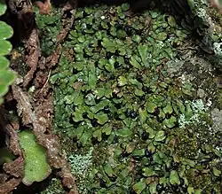 Targionia hypophylla.