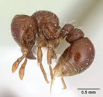 Tatuidris tatusia