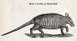Xilogravura de um tatu (1658).