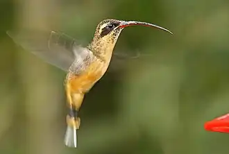 Phaethornis syrmatophorus