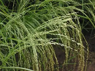 Eragrostis