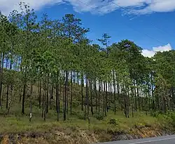 Bandeira de Francisco Morazán