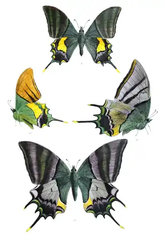 Ilustrações de T. imperialis em livro do início do século XX: macho acima e à esquerda (em vista superior e inferior-lateral); fêmea abaixo e à direita (em vista superior e inferior-lateral); retiradas de Lepidoptera Indica. Volume 5. T. aureus é espécie aparentada.[1]