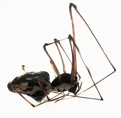 Tekelloides flavonotatus