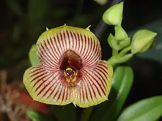 Telipogon bowmanii