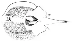 Desenho da anatomia selecionada da raia T. hardwickii. Nota para os grandes órgãos elétricos em ambos os lados do disco.