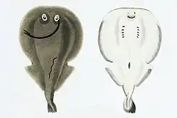 Temera hardwickii é identificada pela ausência de nadadeiras dorsais.