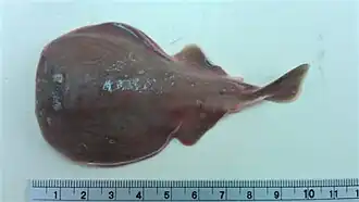 Vista dorsal (superior) e ventral (inferior) de um indivíduo da espécie Temera hardwickii.