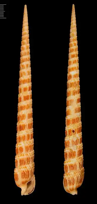 Duas vistas da concha de Cinguloterebra pretiosa (Reeve, 1842), ex Terebra pretiosa,[1] uma espécie do leste da Ásia.[2]