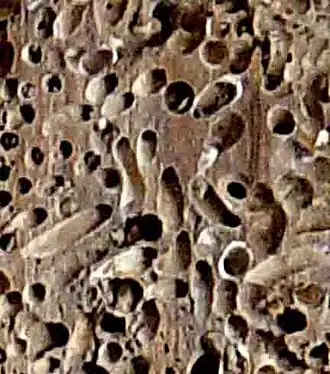 Teredo navalis em corte de madeira de uma embarcação francesa.