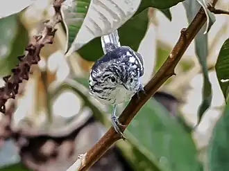 Macho na mesma localidade.