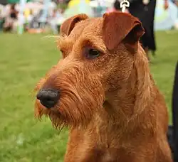 Terrier irlandês