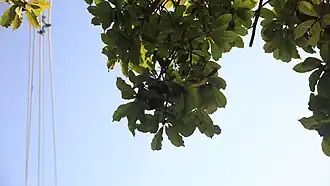 Terminalia brasiliensis no IB unicamp, Campinas (SP).