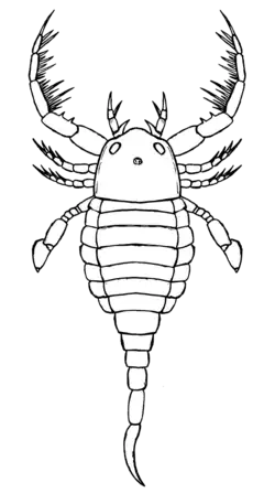 Reconstrução de T. xiushanensis