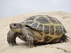 Agrionemys horsfieldii, Ásia Central.