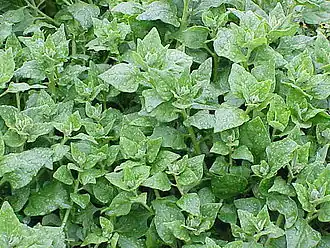 Tetragonia tetragonioides