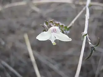 Tetramerium nervosum