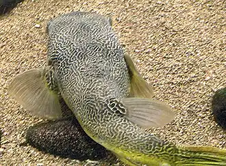 Baiacu-gigante Tetraodon mbu