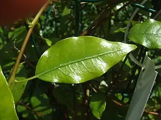 Folha Tetrapathea tetrandra