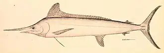 Tetrapturus albidus