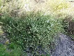 Tetratheca thymifolia.