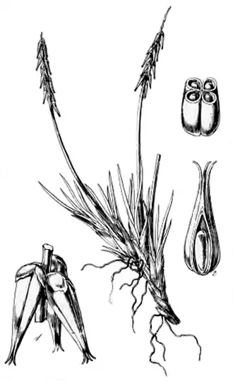 Tetroncium magellanicum