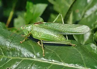 Tettigonia viridissima