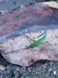 Tettigoniidae sul-riograndense durante o período de acasalamento, com ovipositor