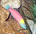 Thalassoma robertsoni (Allen, 1995)