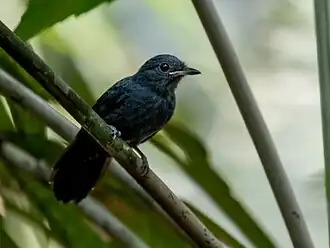 Espécime macho na Floresta Nacional de Carajás, no Pará, Brasil