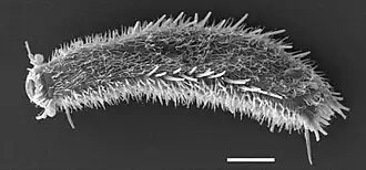 Thaumastoderma ramuliferum