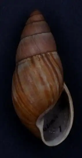 Uma concha de molusco do gênero Thaumastus (espécie Thaumastus taunaisii)[1], coletado no Brasil e pertencente à subfamília Bulimulinae dos Bulimulidae.[2]