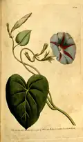 Convolvulus purpureus, "Bot. Magazine", 1791
