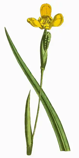 Prancha de Trimezia martinicensis (Jacq.) Herb., a espécie-tipo do gênero Trimezia