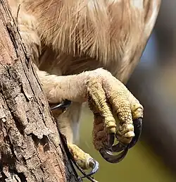 As grandes garras do gavião-variável