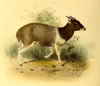 Duiker-de-jentink ilustrado pelo zoólogo inglês Philip Sclater