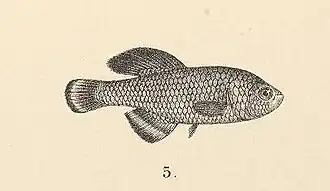 Nothobranchius taeniopygus em ilustração da publicação The fishes of the Nile, de 1907