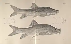 Labeobarbus nedgia (Labeobarbus)