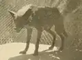 Uma foto de um lobo negro fotografada em luisiana em 1931