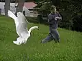 Um Cisne-branco atacando um homem em Toyako, Japão