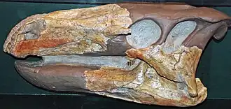 Crânio holótipo, partes brancas são reconstruídas