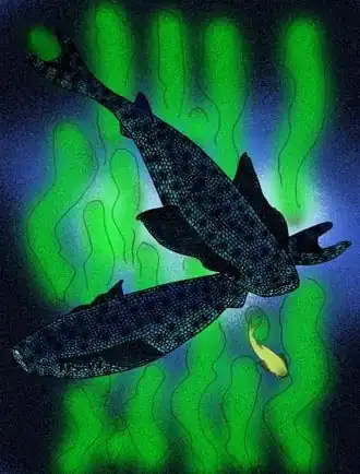 Comparação de T. parvidens e Loganellia