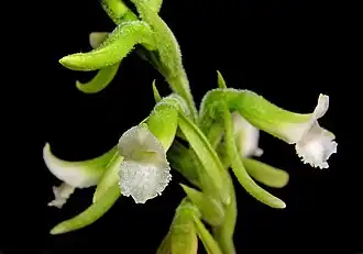 Thelyschista ghillanyi