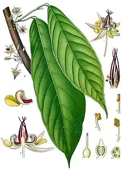 Theobroma cacao L. (leaf, flower)