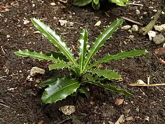 Theophrasta jussieui