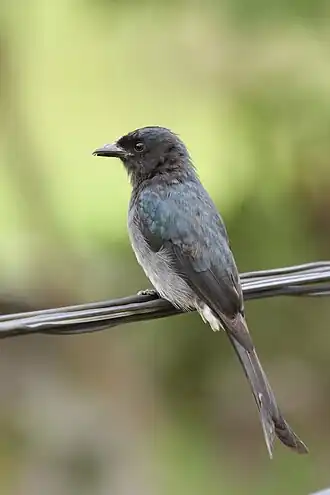 Dicrurus caerulescens