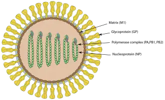 Desenho esquemático: Virião do vírus Quaranfil em secção transversal